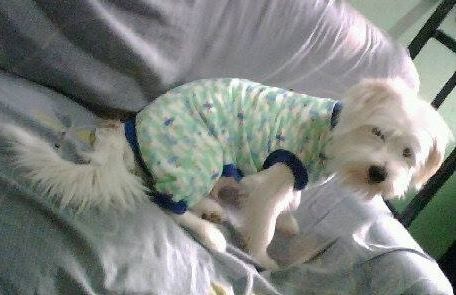 oy un perrito lindo y consentido mi dueño me esta buscando una compañera ayudenlo por favor 